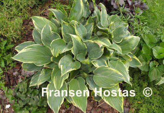 Hosta Poker